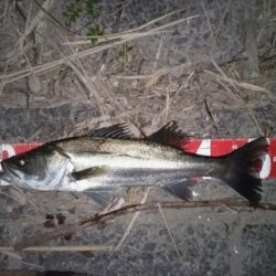 ナイトシーバスをキャッチ！