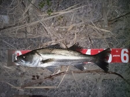 ナイトシーバスをキャッチ！