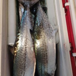 ショアジギング サゴシ祭り