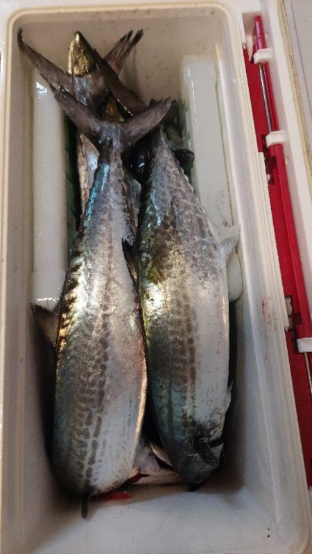 ショアジギング サゴシ祭り