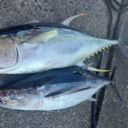 キハダ完全フカセ