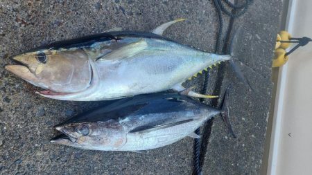 キハダ完全フカセ