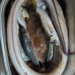 エレベーター式飲ませ釣り