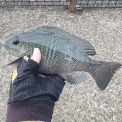 夕方から夜釣りで太刀魚秋イカ調査！