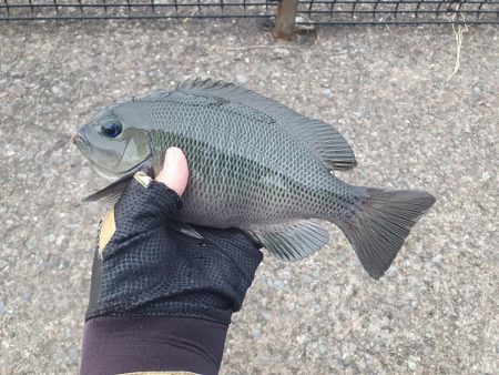夕方から夜釣りで太刀魚秋イカ調査！
