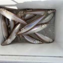 今回も落ちキス探して釣行しました