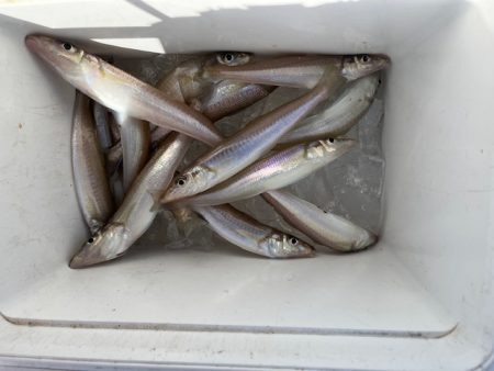 今回も落ちキス探して釣行しました