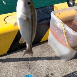投げサビキでアジ