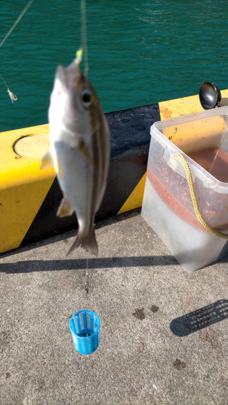 投げサビキでアジ