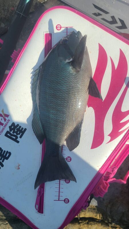 和歌山市江（吉丸渡船）でグレ釣り