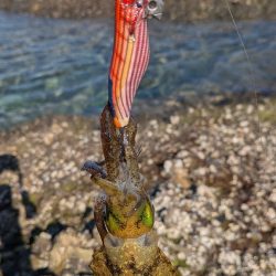 久しぶりのエギング