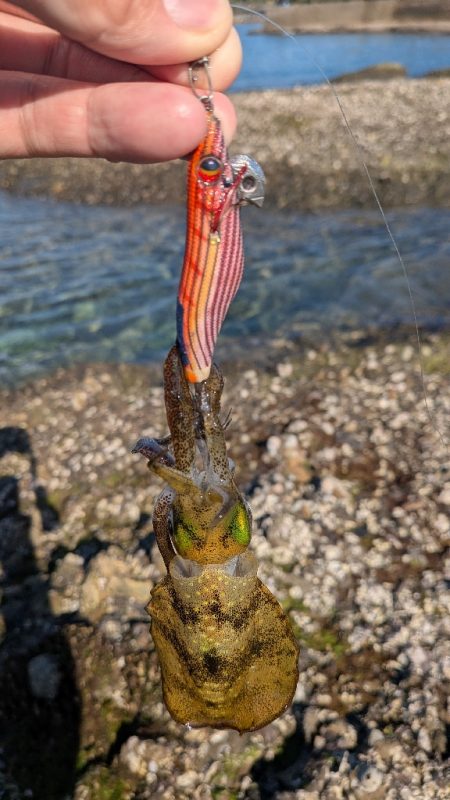 久しぶりのエギング