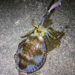 とりあえずアオリ11回目