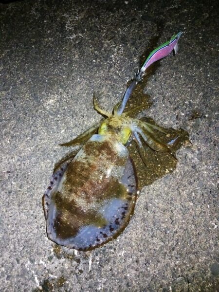 とりあえずアオリ11回目