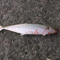 リベンジ成功！＆久々のメジロ！！