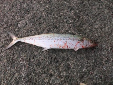 リベンジ成功！＆久々のメジロ！！