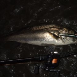 久々のベイトシーバス