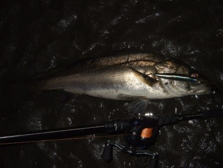 久々のベイトシーバス