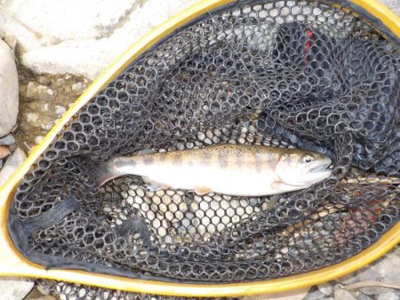 アマゴ管釣り第1戦〜小柿渓谷放流釣り場〜