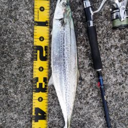 朝マズメのみの短時間釣行