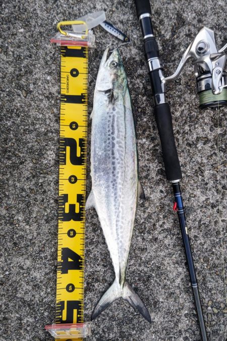 朝マズメのみの短時間釣行