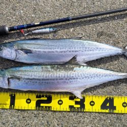 サゴシ、サゴシ