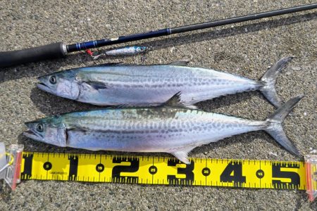 サゴシ、サゴシ