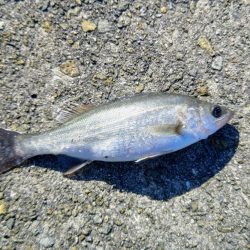 今日もサゴシいます