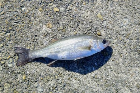 今日もサゴシいます