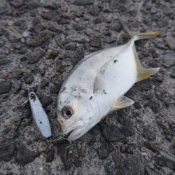 青物フィーバー