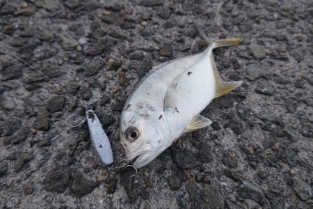 青物フィーバー