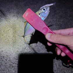 西二見漁港でアジング