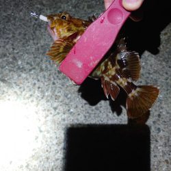 アジングのつもりがメバル