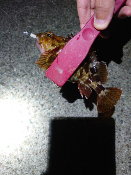 アジングのつもりがメバル