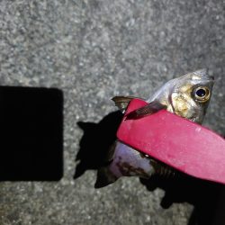 アジングのつもりが五目