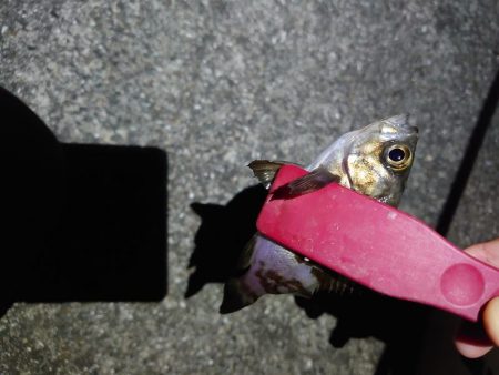 アジングのつもりが五目