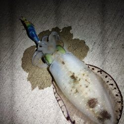 とりあえずアオリ9回目（8回目はボウズ）