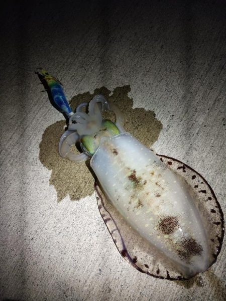 とりあえずアオリ9回目（8回目はボウズ）