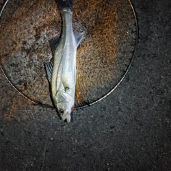 久しぶりのスズキ