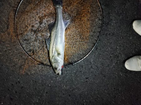 久しぶりのスズキ