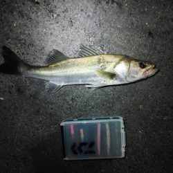 まさかのシーバス3匹