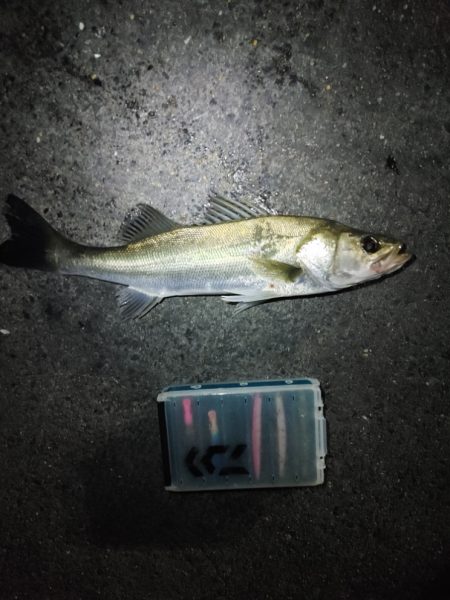 まさかのシーバス3匹