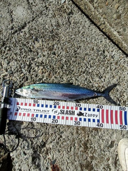 サゴシ　関東ではサワラ