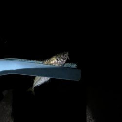 淡路島　遠征失敗