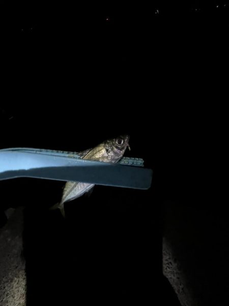 淡路島　遠征失敗