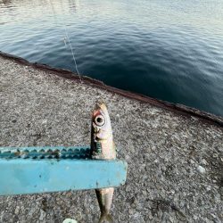 木枯らし吹くがサビキまだまだ