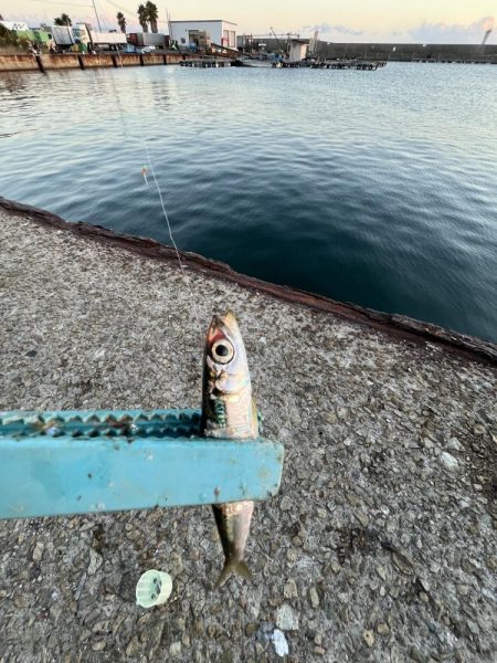 木枯らし吹くがサビキまだまだ