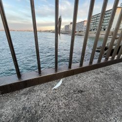 サビキも終盤？