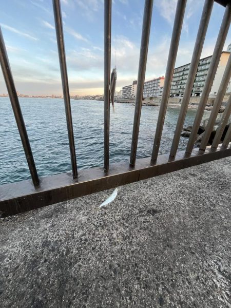 サビキも終盤？