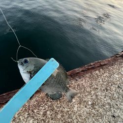 サビキまだまだ行けそう